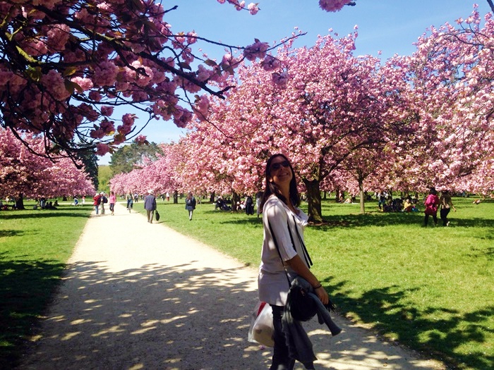 Cherry blossoms Paris