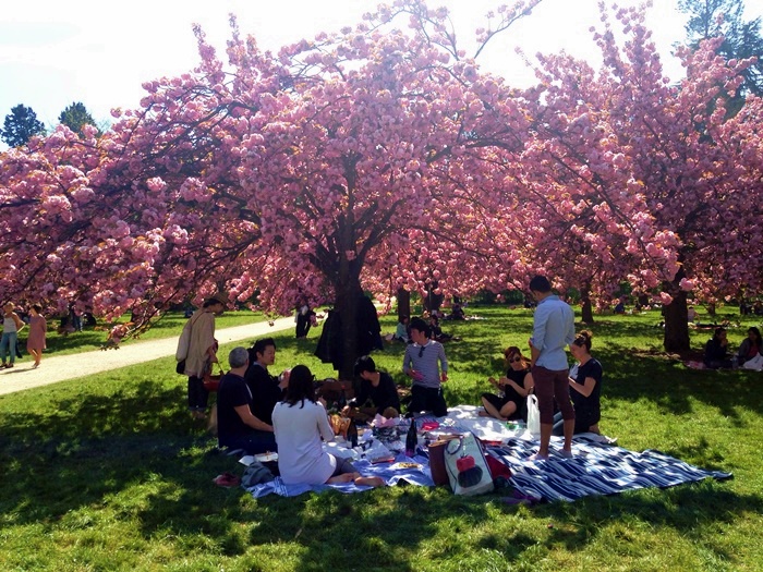 Cherry blossoms Paris